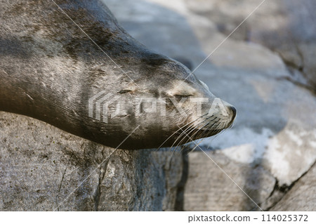 海獅在打盹 海獅在打盹 114025372
