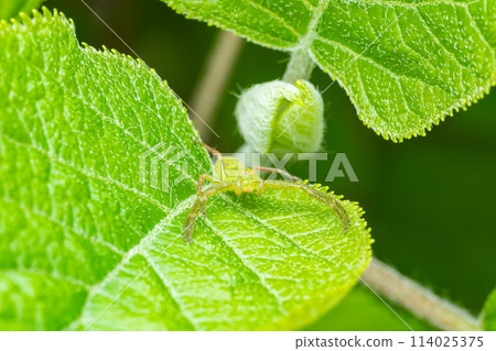 瓦卡布加在葉子上等待獵物 114025375