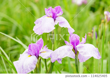Iris flower  Iris flower  114025405