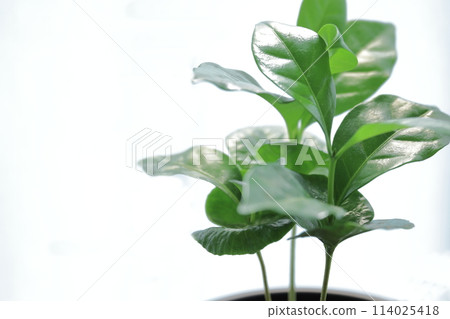 室內裝潢（明亮的室內植物） 114025418