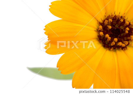 orange calendula flower isolated on the white orange calendula flower isolated on the white 114025548