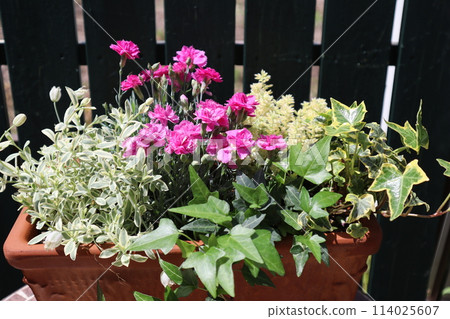 Dianthus and Silene planting Dianthus and Silene planting 114025607
