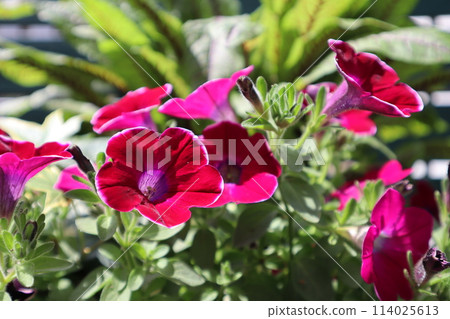 紅色的薩菲尼亞花正在盛開 紅色的薩菲尼亞花正在盛開 114025613