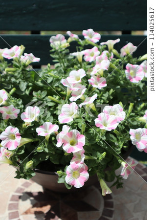 Heart-shaped Safinia flowers in full bloom 114025617