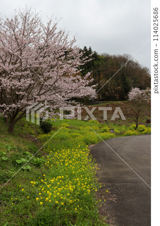 A collaboration of cherry blossoms and rape blossoms blooming in spring 114025686
