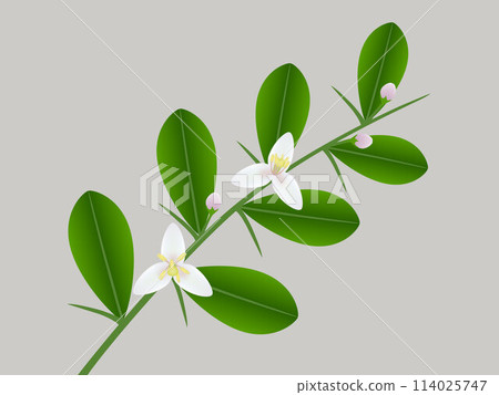 Branch of finger lime with flowers on a white background. 114025747