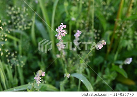 Small flowers blooming in the grass Small flowers blooming in the grass 114025770