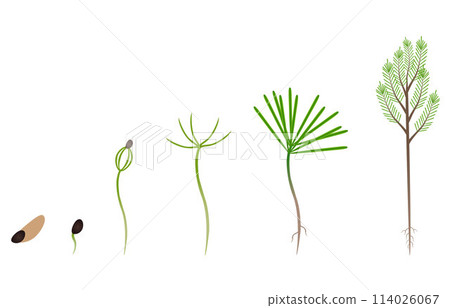 Sequence of a larch tree growing isolated on white. Sequence of a larch tree growing isolated on white. 114026067