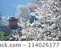 山陰本線霞櫻花 114026177