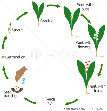 A growth cycle of a lily of the valley plant on a white background. 114026265
