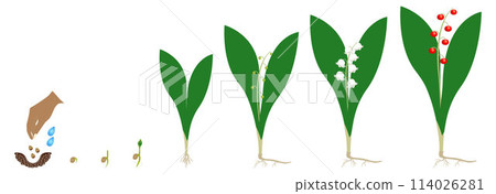 Cycle of growth of a lily of the valley plant isolated on a white background. 114026281