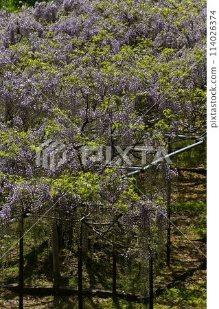 博報寺的神藤富士 博報寺的神藤富士 114026374