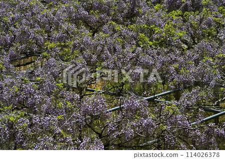 Kakushuji Fuji at Hakuhoji Temple Kakushuji Fuji at Hakuhoji Temple 114026378