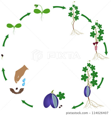 Life cycle of a akebia plant on a white background. Life cycle of a akebia plant on a white background. 114026407