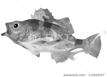 Black and white illustration of a thin rockfish Black and white illustration of a thin rockfish 114026437