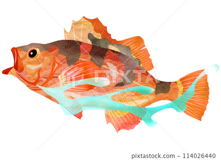 Illustration of a thin rockfish swimming smoothly Illustration of a thin rockfish swimming smoothly 114026440