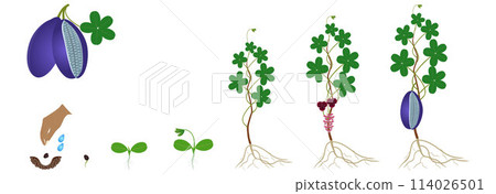 Cycle of growth of a akebia plant isolated on a white background. Cycle of growth of a akebia plant isolated on a white background. 114026501