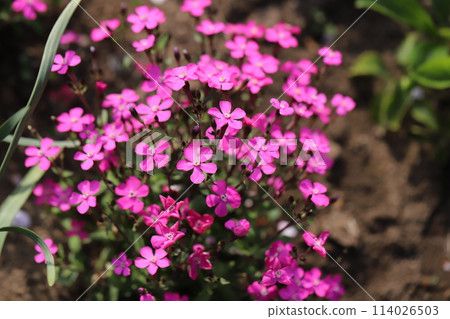 Pink flowers of Silene caroliniana blooming in a spring garden Pink flowers of Silene caroliniana blooming in a spring garden 114026503