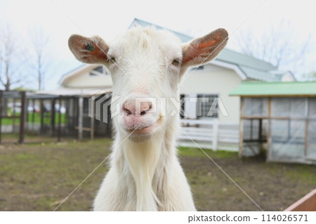 Goat seen from the front Goat seen from the front 114026571