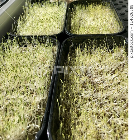 Alfalfa sprouts close-up. Microgreens in plastic containers at home. The beginning of germination, the third day. Concept of diet, vegetarianism, vegan, healthy products and proper nutrition 114026589