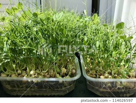 A lot of fresh green sprouts of peas. Microgreens in transparent containers. Concept of diet, vegetarianism, vegan, healthy products and proper nutrition. Close-up 114026597