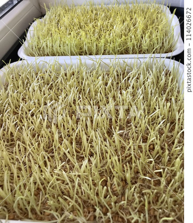 Close-up of cultivation of wheat microgreens in plastic containers. Young mature seedlings of culture. For cultivation of microgreens are created special lighting at home farm 114026672
