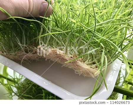 Close-up of cultivation of wheat microgreens in plastic containers at home farm. The farmer's hand shows the pure white light roots of the culture 114026673