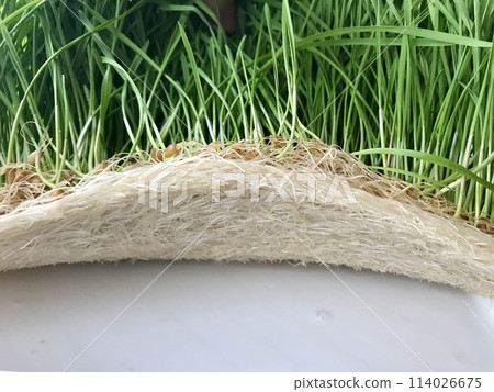Close-up of cultivation of wheat microgreens in plastic containers. For cultivation of microgreens are created special lighting and microclimate on shelves of home farm 114026675
