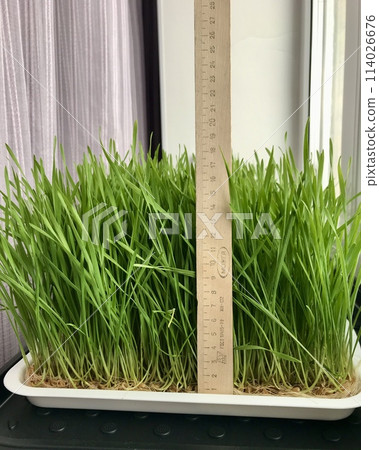 Close-up of cultivation of wheat microgreens in plastic containers. A wooden ruler shows the height of culture. For cultivation of microgreens are created special lighting and microclimate at home 114026676