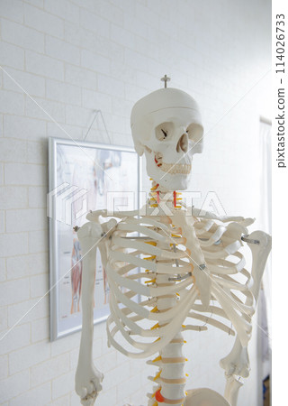 Human skeleton model, orthopedics, bone setting clinic, osteopathic clinic, osteopathic, image Human skeleton model, orthopedics, bone setting clinic, osteopathic clinic, osteopathic, image 114026733