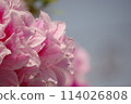 小月花 114026808