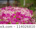 小月花 114026810