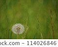 蒲公英棉帽 114026846