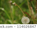 蒲公英棉帽 114026847