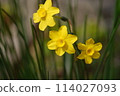 黃色水仙花 114027093