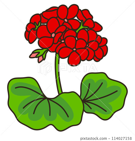 Geranium Geranium 114027158