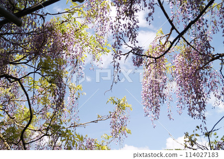 Wisteria flowers shining in the blue sky Wisteria flowers shining in the blue sky 114027183