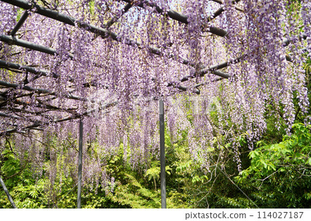 Scenery with wisteria flowers: Wisteria trellis 114027187