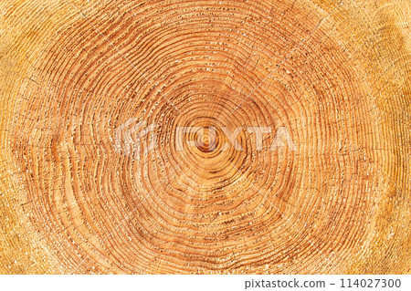 Annual ring (cross section of log) 114027300