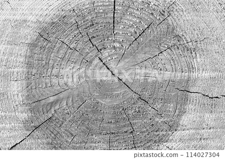 Annual ring (cross section of log) 114027304