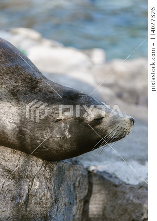 海獅在打盹 海獅在打盹 114027326