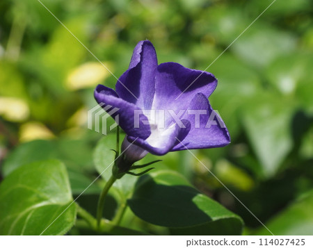 路邊的聖誕烤肉_特寫 路邊的聖誕烤肉_特寫 114027425