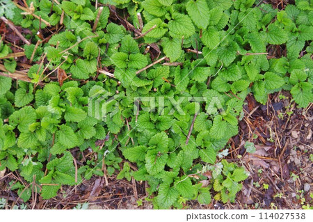 Lemon balm 114027538