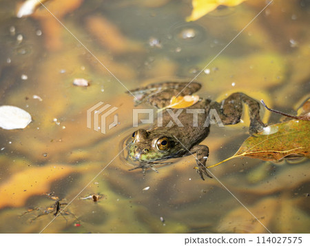 一隻悠閒地漂浮的牛蛙 114027575