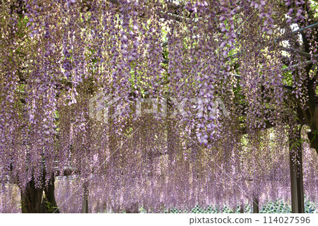 Tsushima Tennogawa Park Wisteria trellis Fuji 114027596
