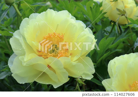 Yellow-flowered peony Yang Guifei (Haruno Town, Kochi Prefecture) Yellow-flowered peony Yang Guifei (Haruno Town, Kochi Prefecture) 114027606