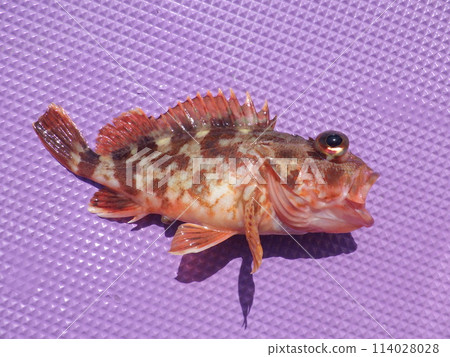 我抓到了一條蝎子魚 我抓到了一條蝎子魚 114028028