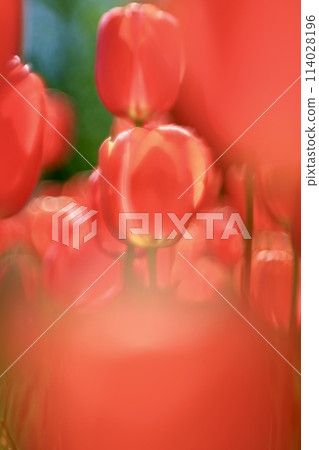 紅色鬱金香 紅色鬱金香 114028196