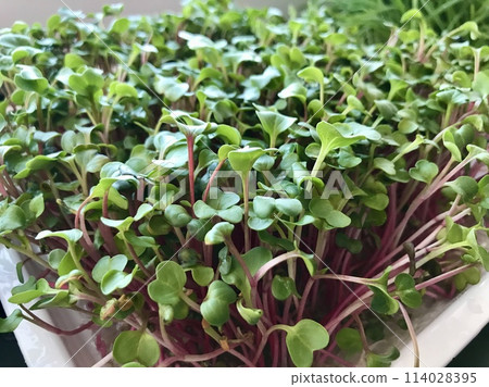 A lot of fresh green sprouts of radish, microgreens in containers. Concept of diet, vegetarianism, vegan, healthy products and proper nutrition. Close-up 114028395