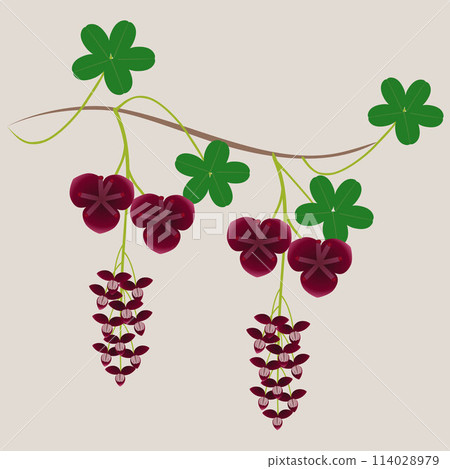 Liana akebia with flowers and leaves on a beige background. 114028979